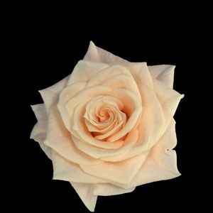 Meet your Posher, Jen