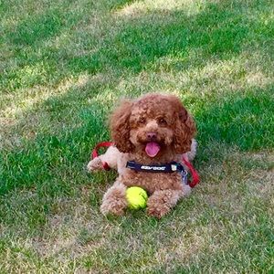 Meet your Posher, Karla