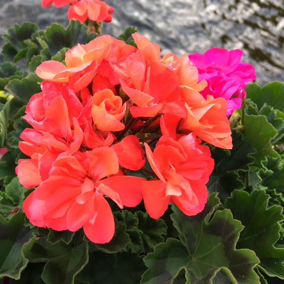 Meet your Posher, Jen - Picture 2 of 2