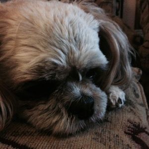 Meet your Posher, Leslie