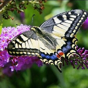 Meet your Posher, Cassandra