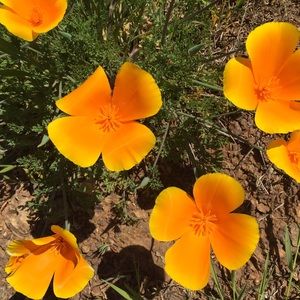 Meet your Posher, Amani