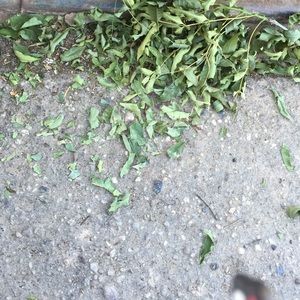 Meet your Posher, Ligaya