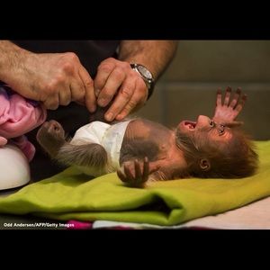 Meet your Posher, Loriann