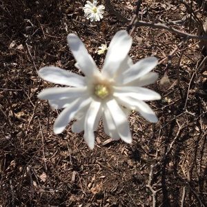 Roos, mint blazer, tulle dress