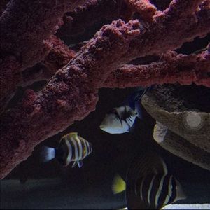 Meet your Posher, Karla