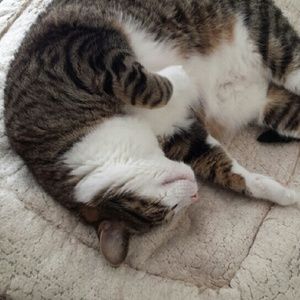 Meet your Posher, Pearl