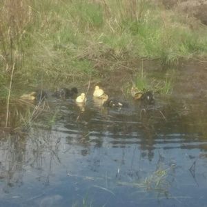 Meet your Posher, Bobbi