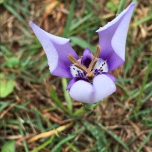 Meet your Posher, Jules