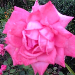 Meet your Posher, Mona