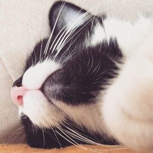 Meet your Posher, Alison