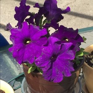 Meet your Posher, Valerie