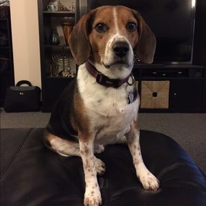 Meet your Posher, Allison