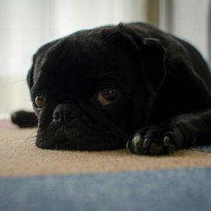 Meet your Posher, Glenn