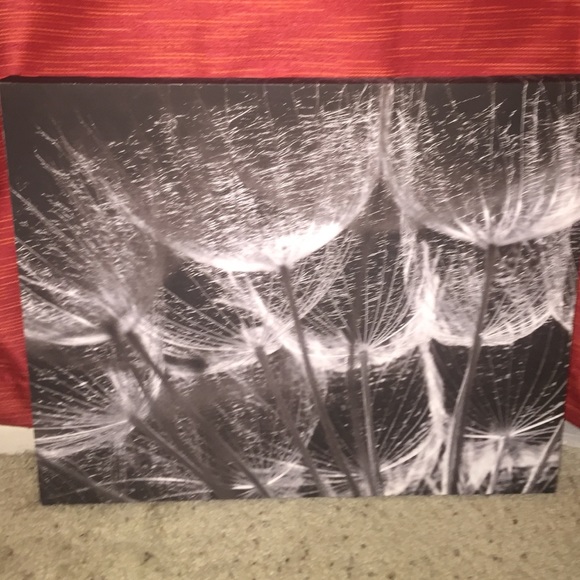 Dandilion Canvas Picture