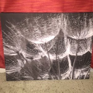 Dandilion Canvas Picture