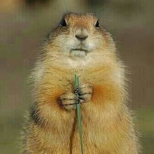 Meet your Posher, Nichole