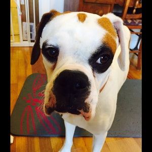 Meet your Posher, Chau