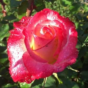 Meet your Posher, Jody