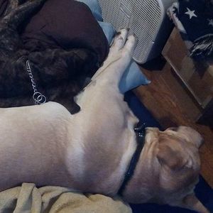 Meet your Posher, Penny