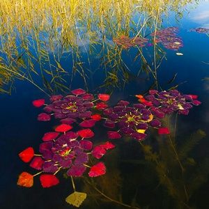 Meet your Posher, Jing