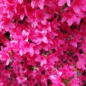 Meet your Posher, Alessandra