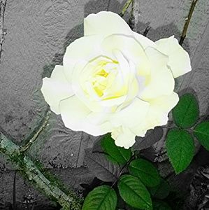 Meet your Posher, Fredricka