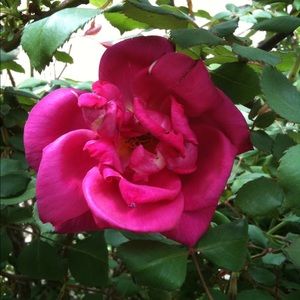 Meet your Posher, Marla