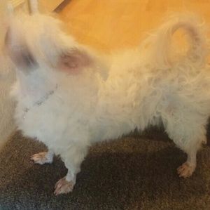 Meet your Posher, Ji