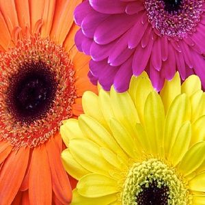 Meet your Posher, Sylvia