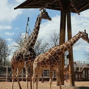 Meet your Posher, Desiree