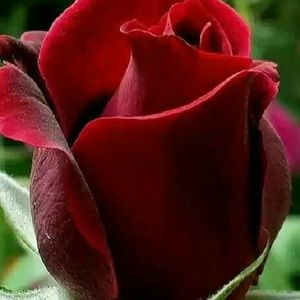 Meet your Posher, Cristina