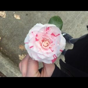 Meet your Posher, Hannah