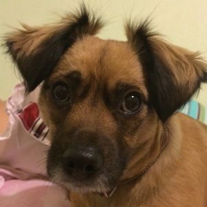 ✨MEET THE POSHER✨