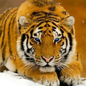 Meet your Posher, Carmen