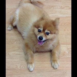 Meet your Posher, Steve