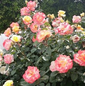 Meet your Posher, Leonor