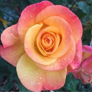 Meet your Posher, Arilyn