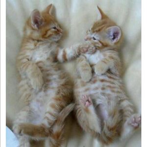 Meet your Posher, Sharon