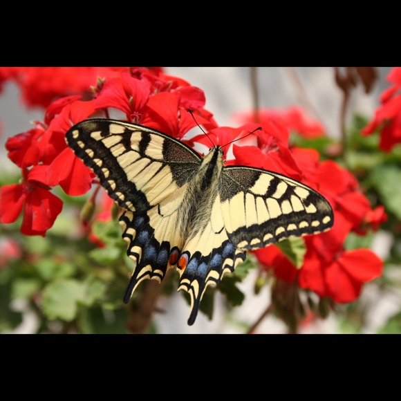 Meet your Posher, Eugenia - Picture 1 of 1