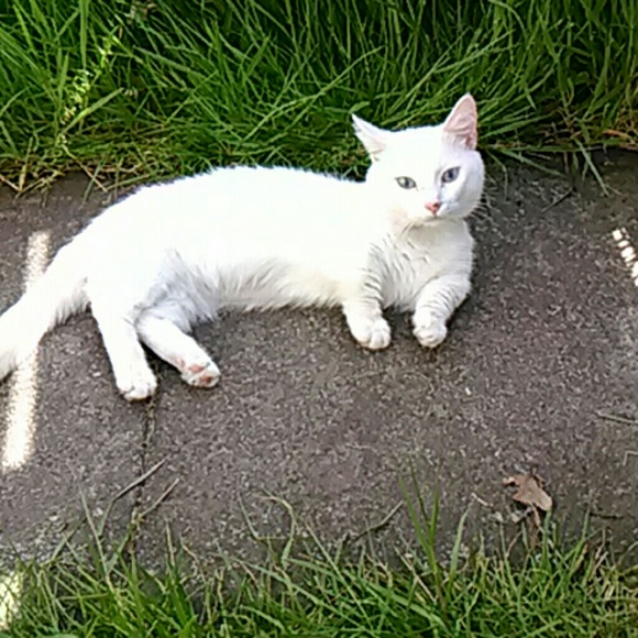 Pretty Kitty - Picture 2 of 4