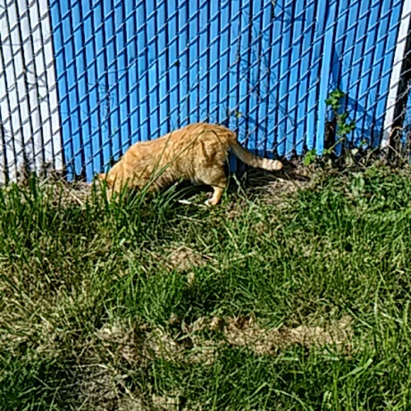 Pretty Kitty - Picture 4 of 4