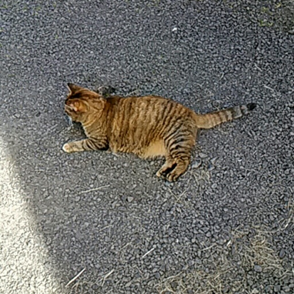 Pretty Kitty - Picture 3 of 4