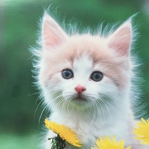 Meet your Posher, Marilyn