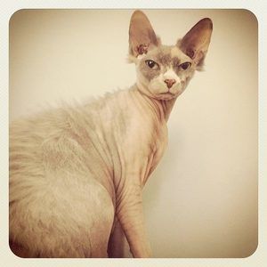 Meet your Posher, Sherry