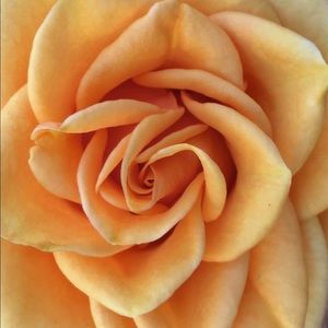 Meet your Posher, Regina