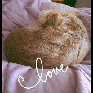 Meet your Posher, Tara