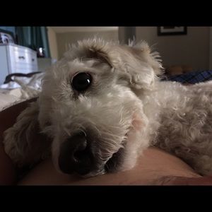 Meet your Posher, Theo