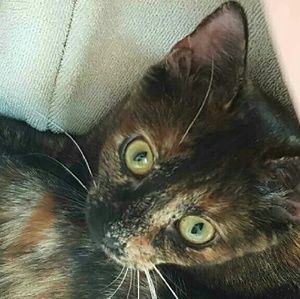 Meet your Posher, Shannon