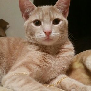 Meet your Posher, Mia